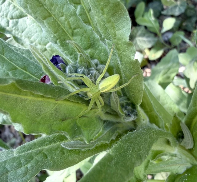 Micrommata virescens - hunyópók
