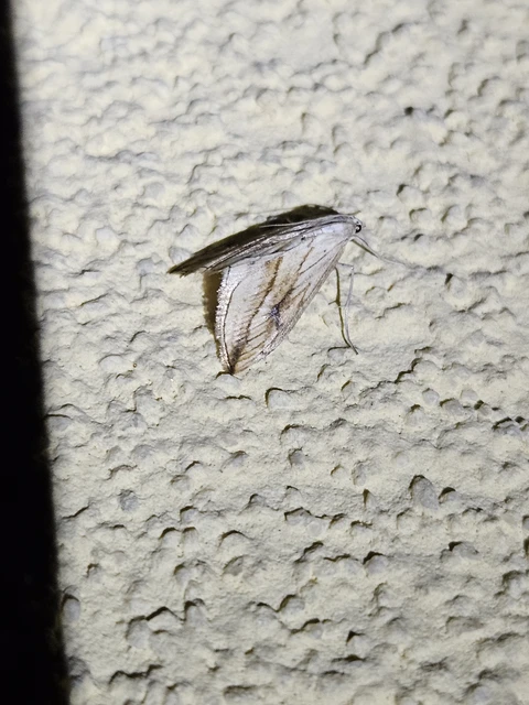 Evergestis forficalis - veteménymoly