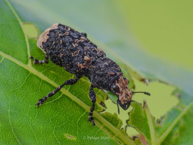 Platyrhinus resinosus - nagy orrosbogár