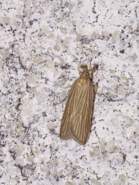 Helcystogramma albinervis - fehérerű lápimoly