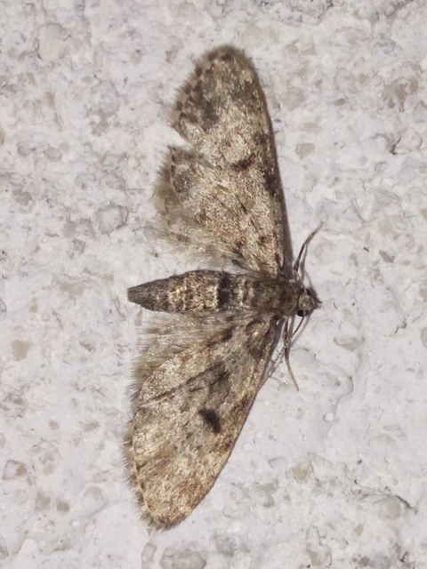 Eupithecia tantillaria - feketegyűrűs törpearaszoló