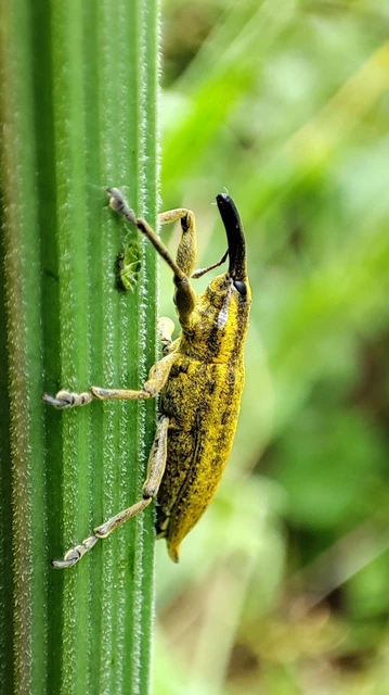 Lixus iridis - bürökfúró dudvabarkó