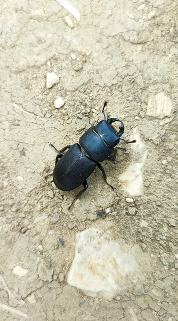 Dorcus parallelipipedus - kis szarvasbogár