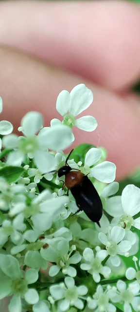 Mordellochroa Mordellochroa