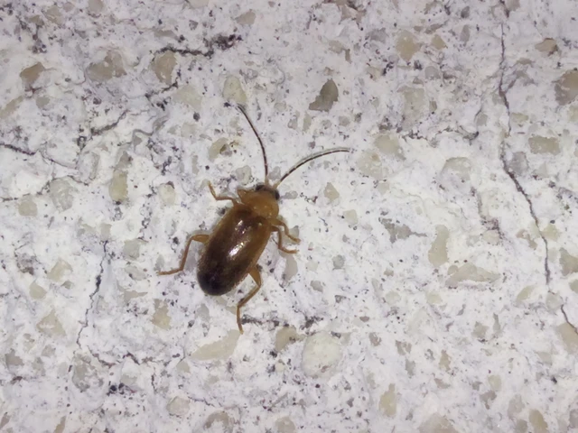Scirtidae - rétbogárfélék