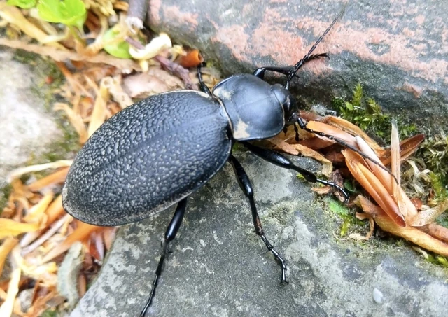 Carabus coriaceus - bőrfutrinka Carabus coriaceus - bőrfutrinka