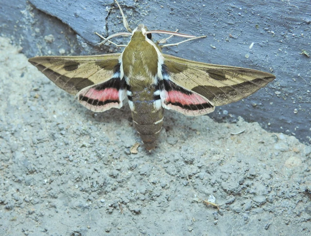 Hyles euphorbiae - kutyatejszender