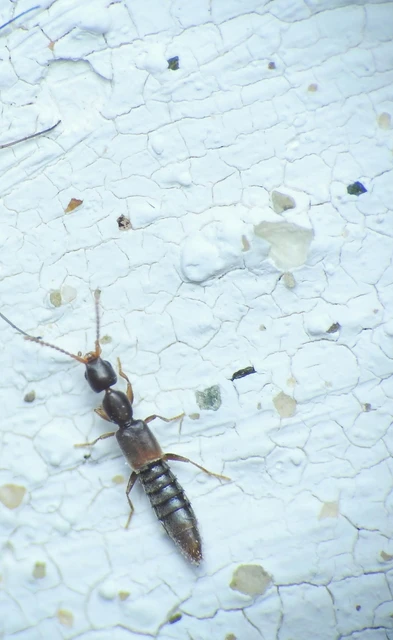 Scopaeus laevigatus - közönséges turzásholyva