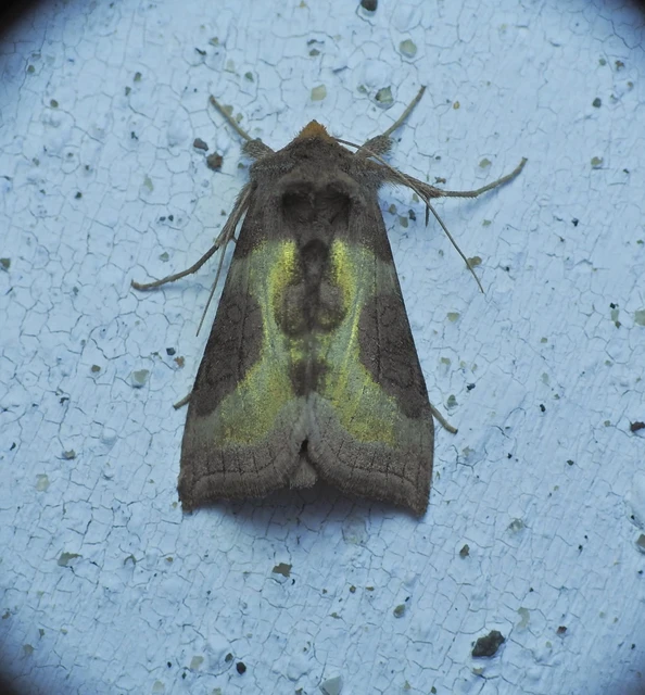 Diachrysia chrysitis/stenochrysis