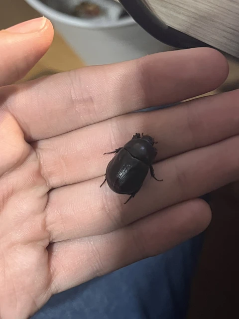 Pentodon idiota - butabogár
