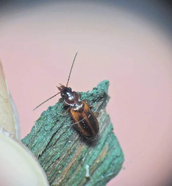 Carabidae - futóbogárfélék