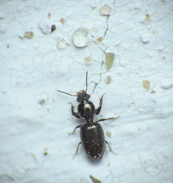 Dyschirius