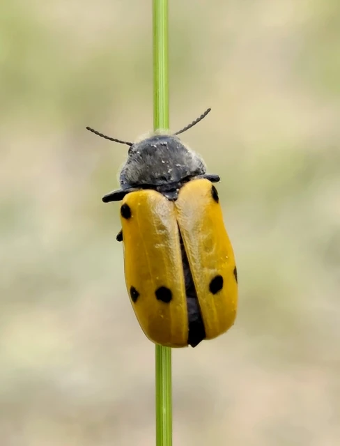 Lachnaia sexpunctata - szőrösnyakú zsákhordóbogár