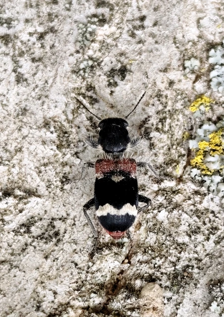 Clerus mutillarius - feketenyakú szúfarkas