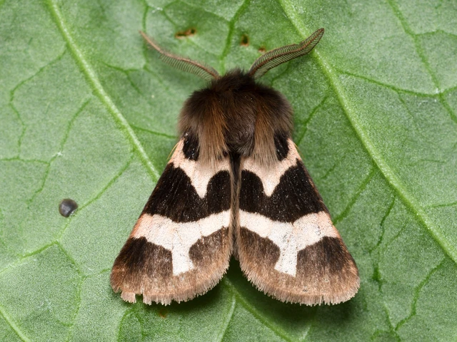Watsonarctia deserta - tarka medvelepke