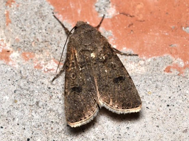 Agrotis segetum - vetési földibagoly