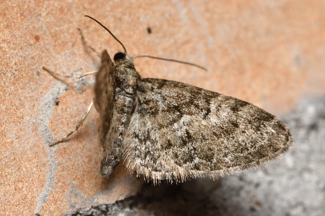Eupithecia dodoneata - tölgy-törpearaszoló