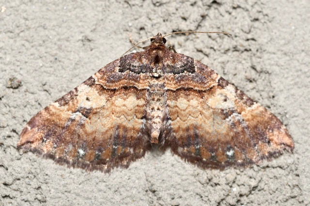 Earophila badiata - csipkerózsa-araszoló