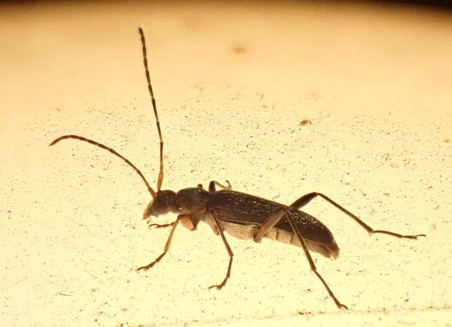Grammoptera ruficornis - gyűrűscsápú galagonyacincér Grammoptera ruficornis - gyűrűscsápú galagonyacincér