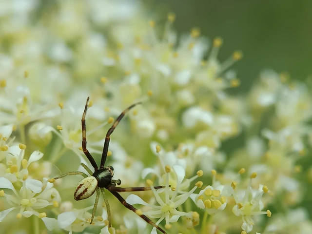 Misumena vatia - viráglakó karolópók