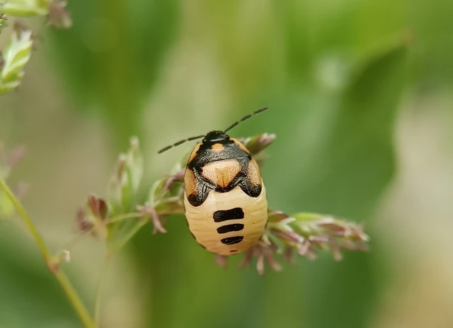 Tritomegas bicolor - foltos földipoloska