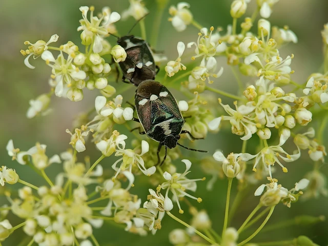 Eurydema oleracea - paréjpoloska Eurydema oleracea - paréjpoloska