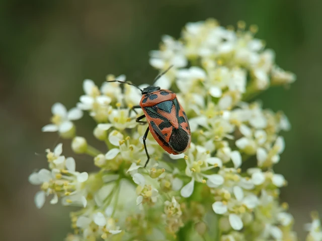 Eurydema ornata - díszespoloska Eurydema ornata - díszespoloska