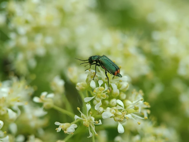 Melyridae - sziklaibogár-félék