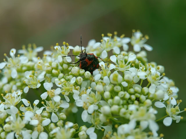 Eurydema oleracea - paréjpoloska Eurydema oleracea - paréjpoloska