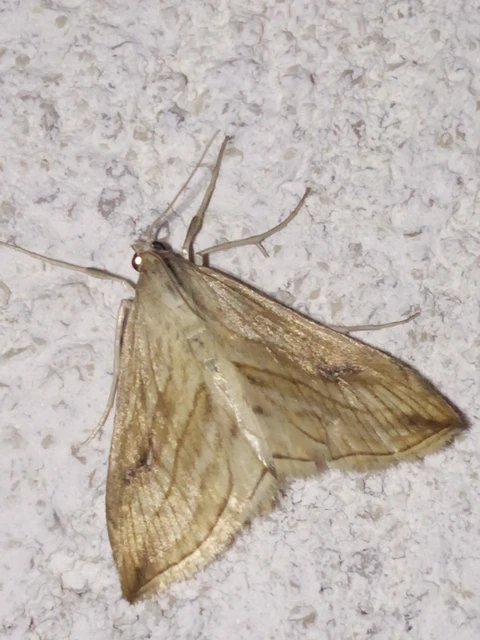Evergestis forficalis - veteménymoly
