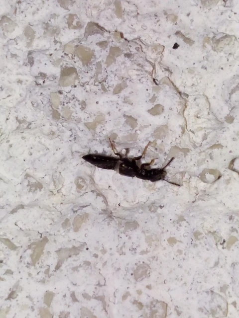 Anotylus Anotylus