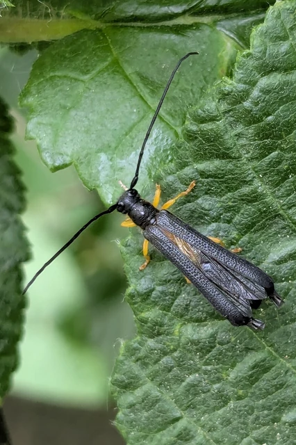 Oberea linearis - erdei mogyorócincér