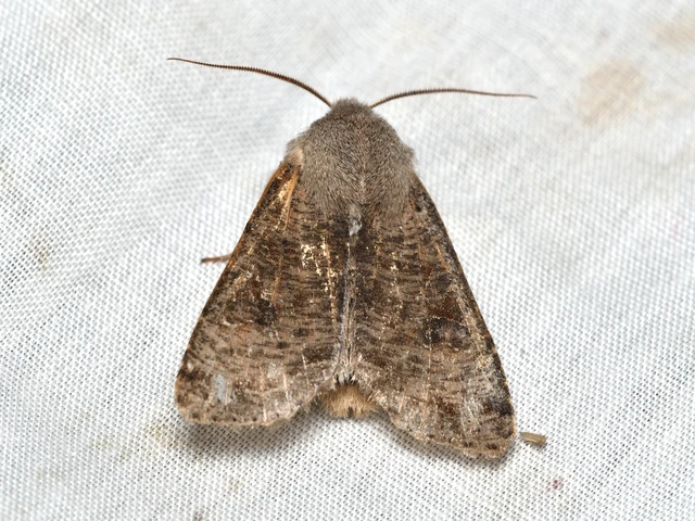 Orthosia incerta - változékony barkabagoly