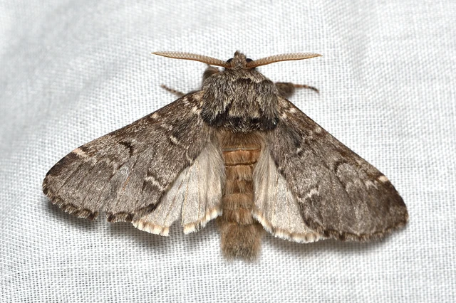 Drymonia ruficornis - cserfa-púposszövő