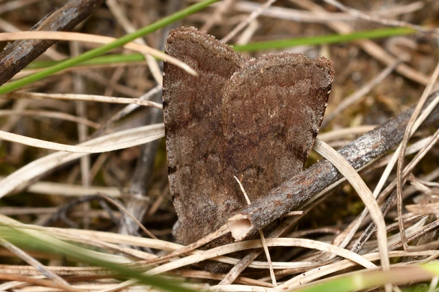 Cerastis rubricosa - vörhenyes tavaszibagoly