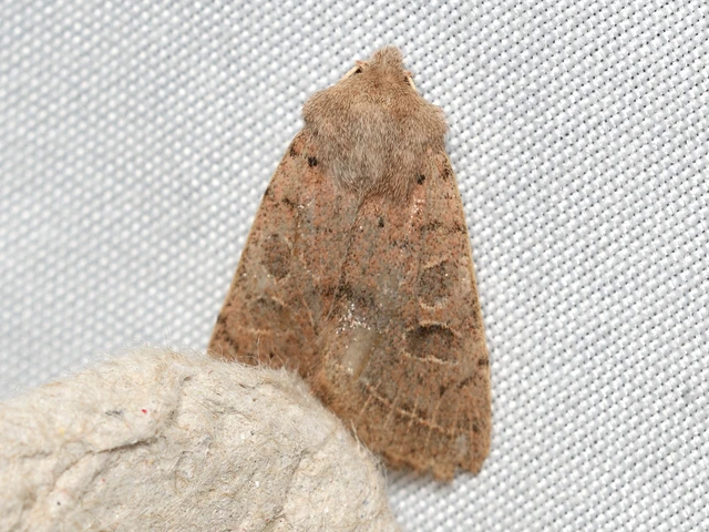 Orthosia cerasi - közepes barkabagoly