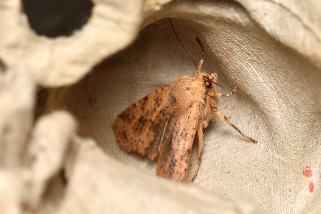 Conistra rubiginea - vörös őszibagoly