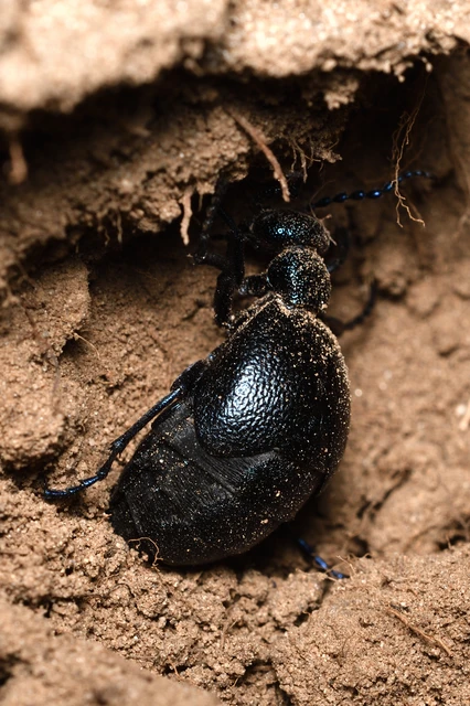 Meloe proscarabaeus - közönséges nünüke