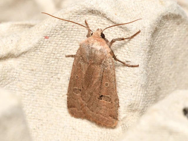Conistra erythrocephala - vörösfejű őszibagoly
