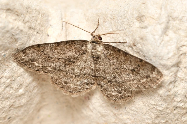 Ectropis crepuscularia - avararaszoló
