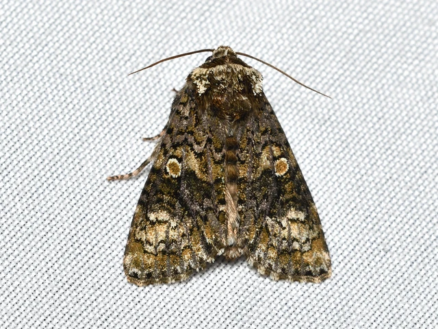 Craniophora ligustri - fagyalbagoly