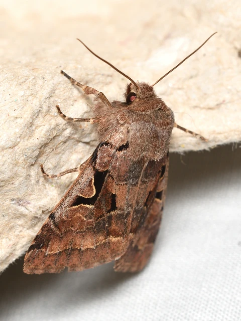 Orthosia gothica - feketefoltos barkabagoly