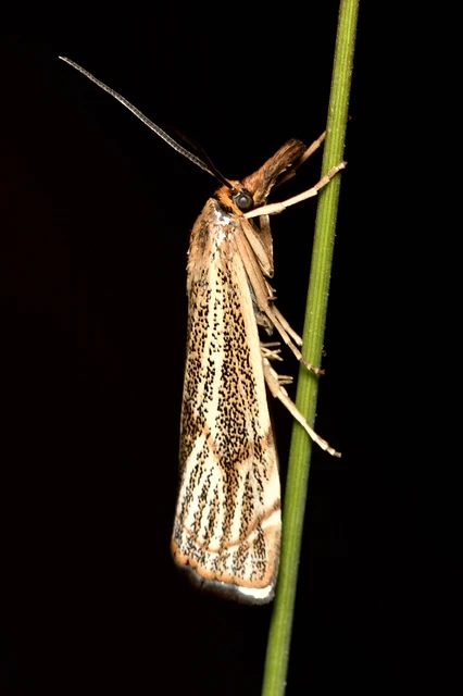 Thisanotia chrysonuchella - tavaszi fűgyökérmoly