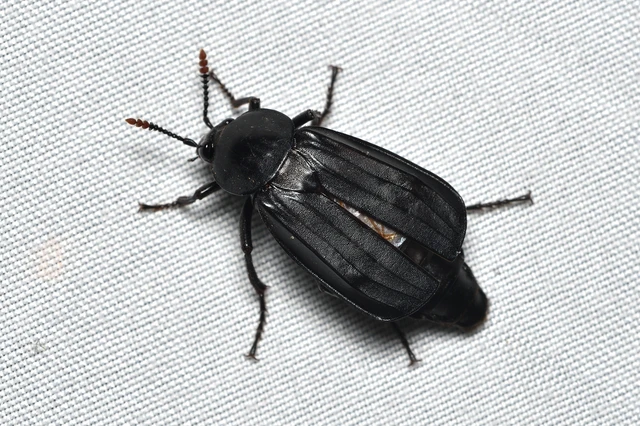 Necrodes littoralis - nagy dögbogár