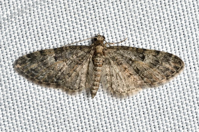 Eupithecia dodoneata - tölgy-törpearaszoló