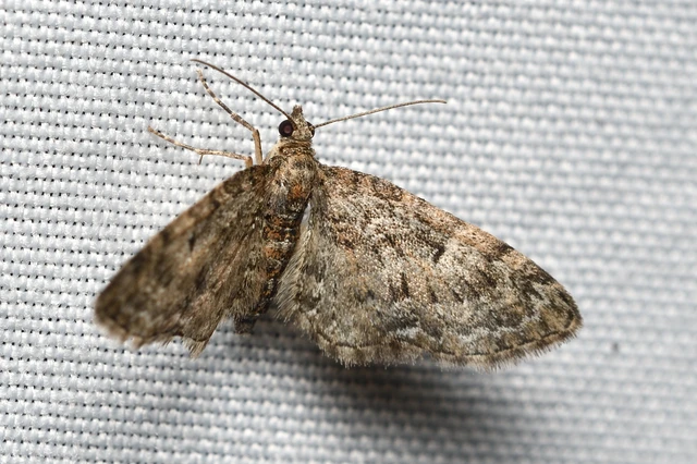 Eupithecia dodoneata - tölgy-törpearaszoló