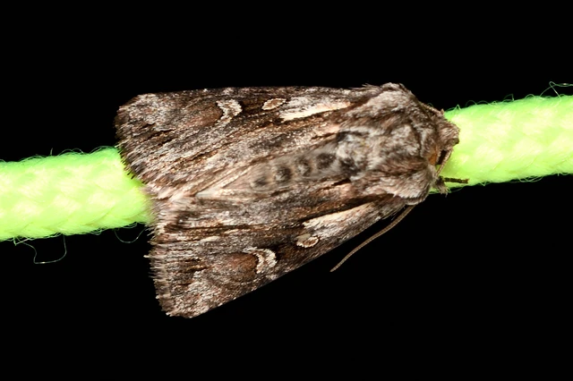 Chloantha hyperici - orbáncfű-sugarasbagoly