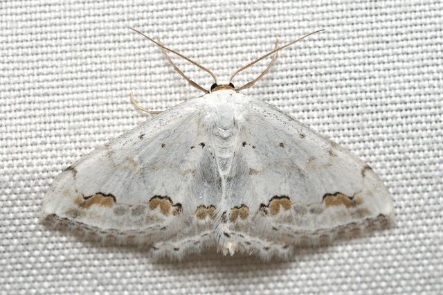 Scopula ornata - díszes fehéraraszoló