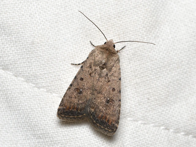 Paradrina clavipalpis - közönséges selymesbagoly
