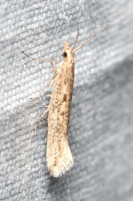 Plutella xylostella - káposztamoly